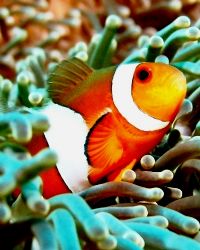 Heads up! Clown fish posing for the camera...taken at Tio... by Mohan Thanabalan 